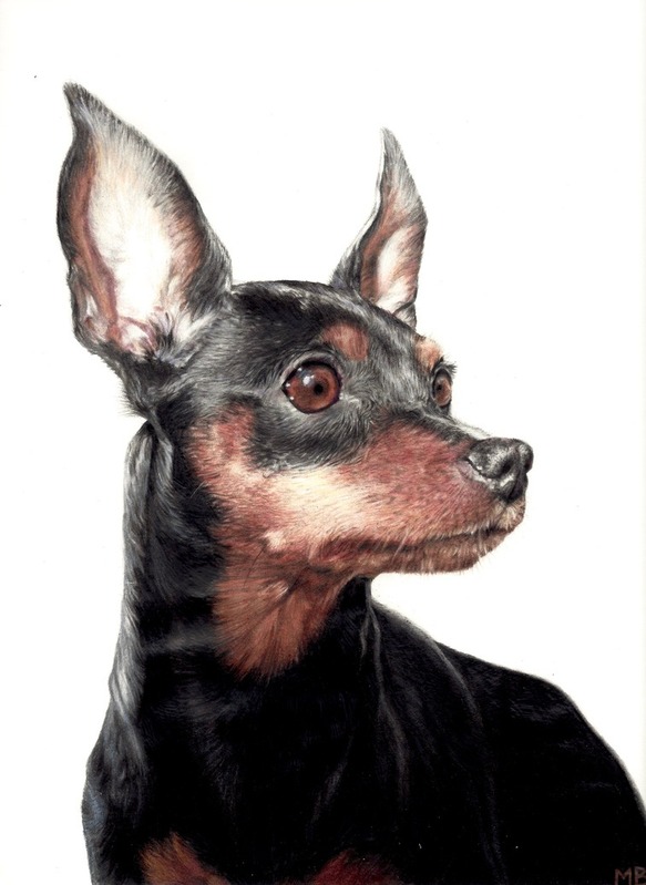 Colored pencil drawing of a dog